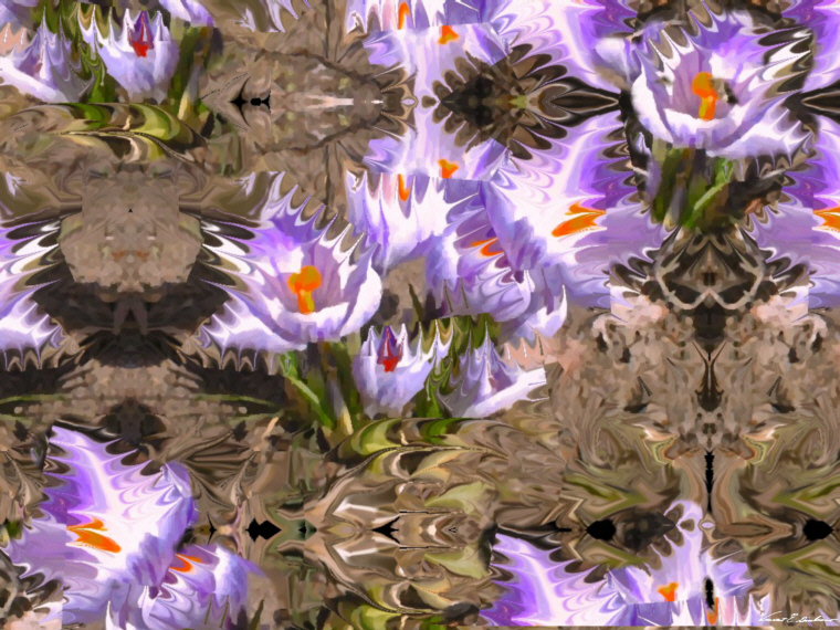 Lanicera caprifolium (spring flowers)LR.jpg - 328086 Bytes